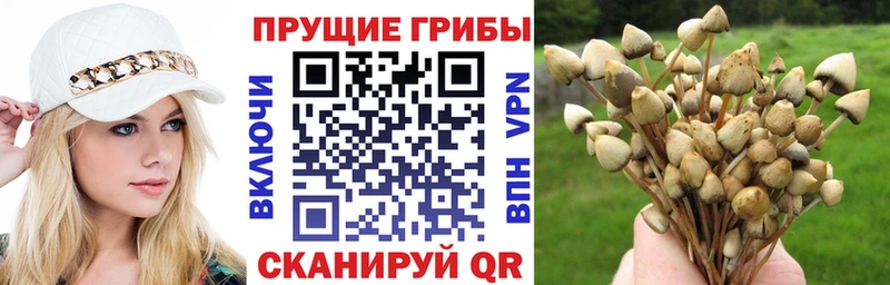 Купить  Ленинградская  Галлюциногенные грибы Psilocybe 